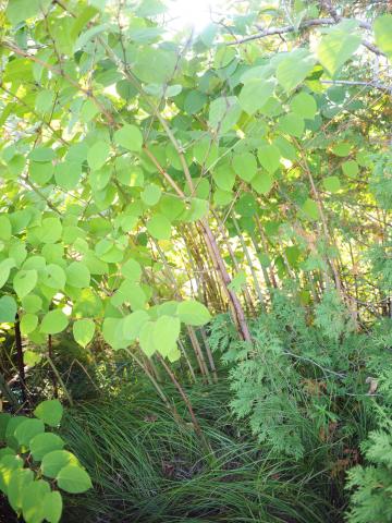 Renouée Japon (Reynoutria japonica)_7