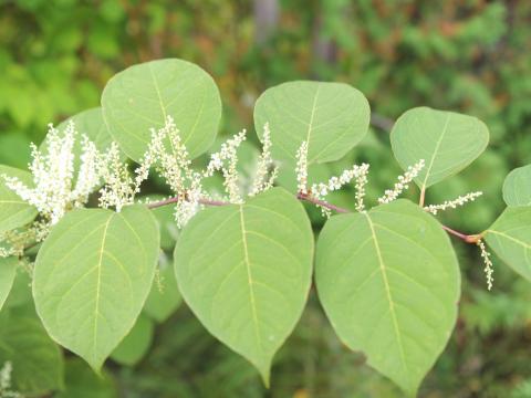 Renouée Japon (Reynoutria japonica)_9