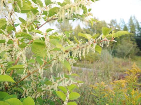 Renouée Japon (Reynoutria japonica)_11