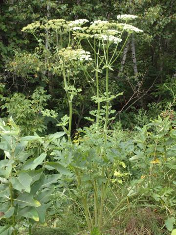 Berce commune(Heracleum sphondylium)_1