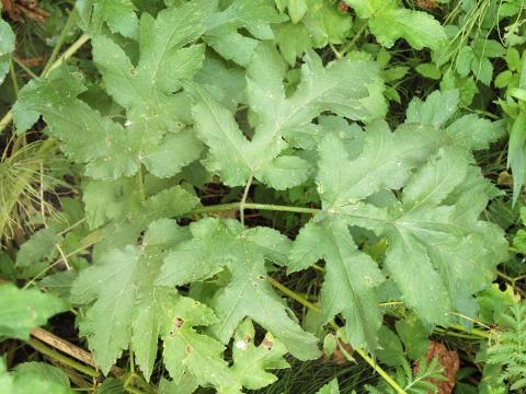 Berce commune(Heracleum sphondylium)_9