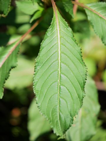 Impatiente glanduleuse (Impatiens glandulifera)_3