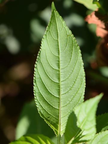 Impatiente glanduleuse (Impatiens glandulifera)_7