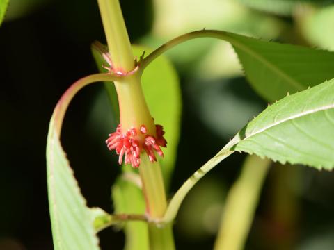 Impatiente glanduleuse (Impatiens glandulifera)_8