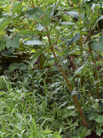 Impatiente glanduleuse (Impatiens glandulifera)_14