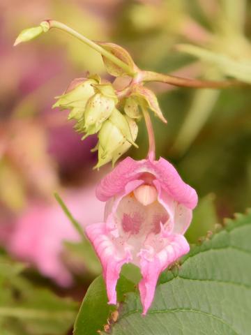 Impatiente glanduleuse (Impatiens glandulifera)_15