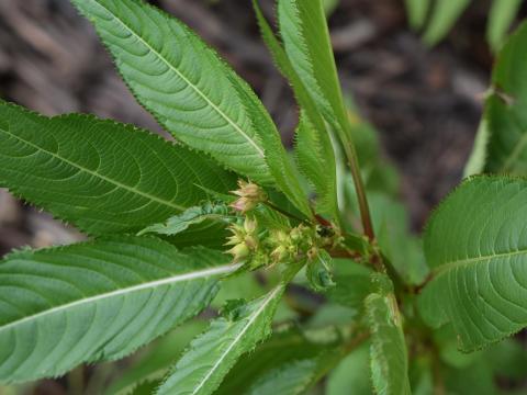 Impatiente glanduleuse (Impatiens glandulifera)_16