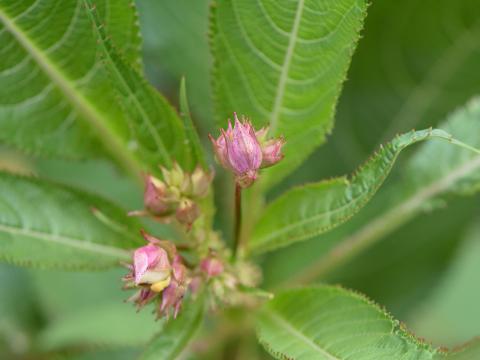 Impatiente glanduleuse (Impatiens glandulifera)_19