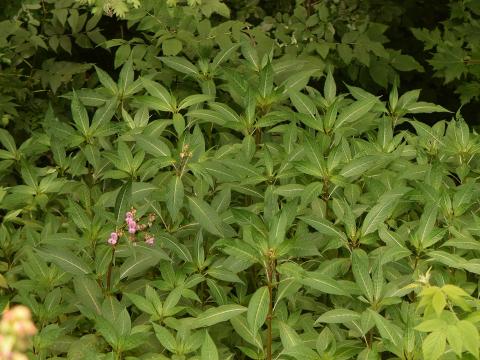 Impatiente glanduleuse (Impatiens glandulifera)_23