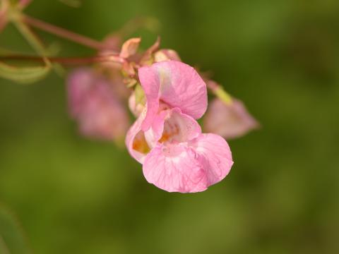 Impatiente glanduleuse (Impatiens glandulifera)_30