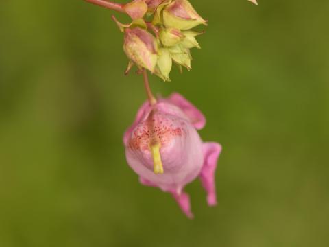 Impatiente glanduleuse (Impatiens glandulifera)_31