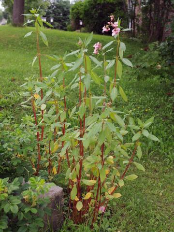 Impatiente glanduleuse (Impatiens glandulifera)_36