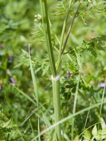 Anthrisque des bois(Anthriscus sylvestris)_3