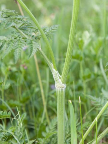 Anthrisque des bois(Anthriscus sylvestris)_4