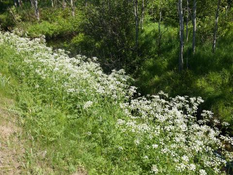 Anthrisque des bois(Anthriscus sylvestris)_6