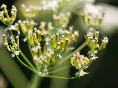 Anthrisque des bois(Anthriscus sylvestris)_7