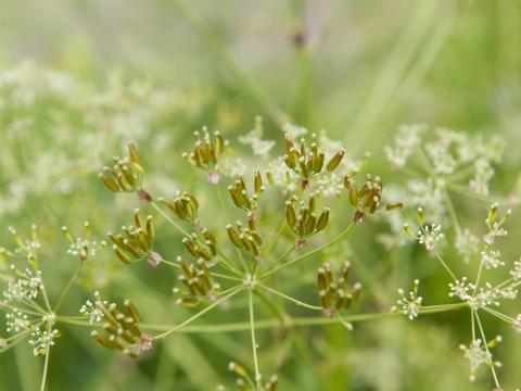 Anthrisque des bois(Anthriscus sylvestris)_9