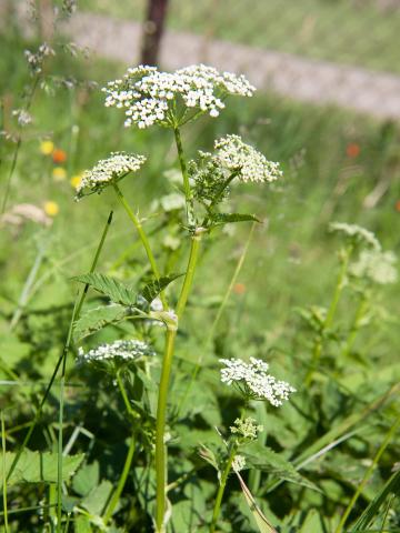 Égopode podagraire(Aegopodium podagraria)_6