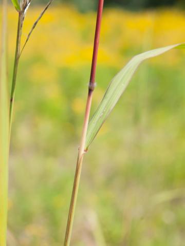 Miscanthus commun (Miscanthus sacchariflorus)_1