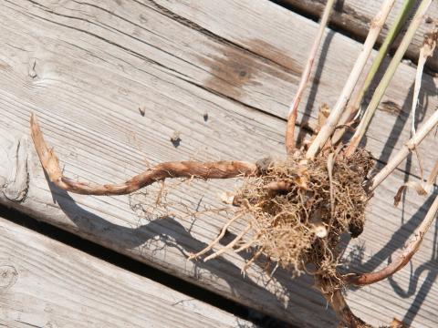 Miscanthus commun (Miscanthus sacchariflorus)_9