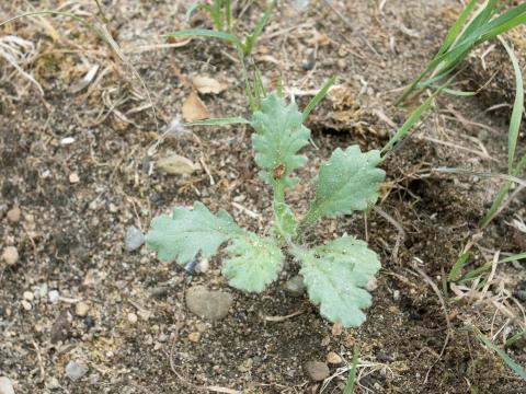 Sençon visqueux (Senecio viscosus)_1