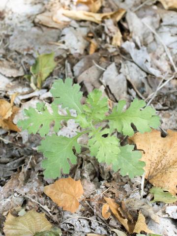 Seneçon visqueux (Senecio viscosus)_4