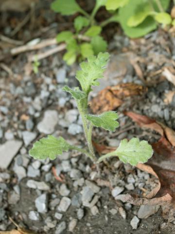 Seneçon visqueux (Senecio viscosus)_8