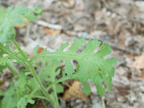 Seneçon visqueux (Senecio viscosus)_10