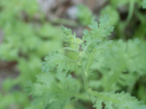 Seneçon visqueux (Senecio viscosus)_12