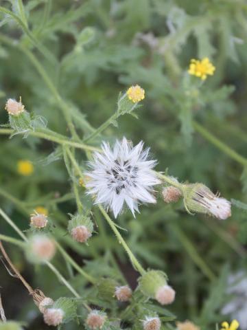 Seneçon visqueux (Senecio viscosus)_18