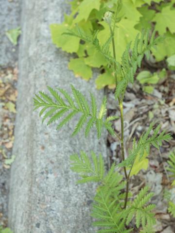 Tanaisie vulgaire (Tanacetum vulgare)_3