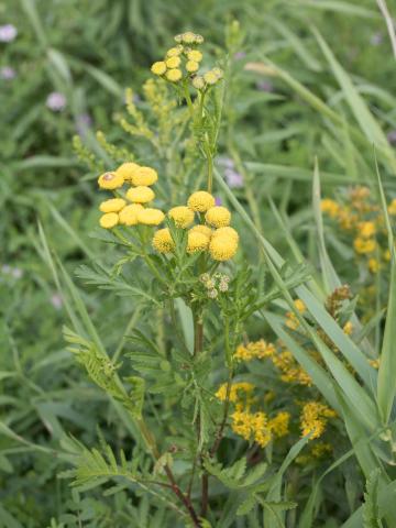 Tanaisie vulgaire (Tanacetum vulgare)_10