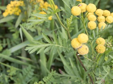 Tanaisie vulgaire (Tanacetum vulgare)_11