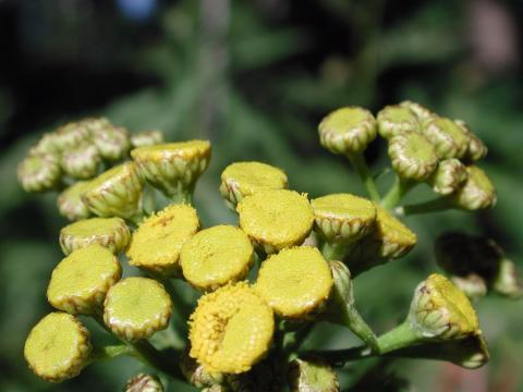 Tanaisie vulgaire (Tanacetum vulgare)_13