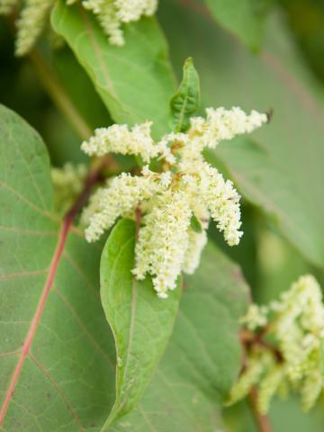 Renouée Sakhaline (Reynoutria sachalinensis)_11