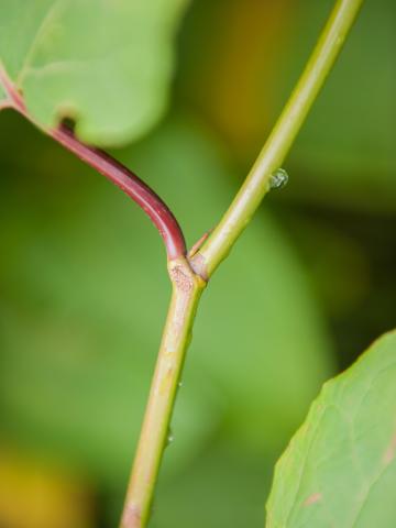 Renouée Sakhaline (Reynoutria sachalinensis)_13