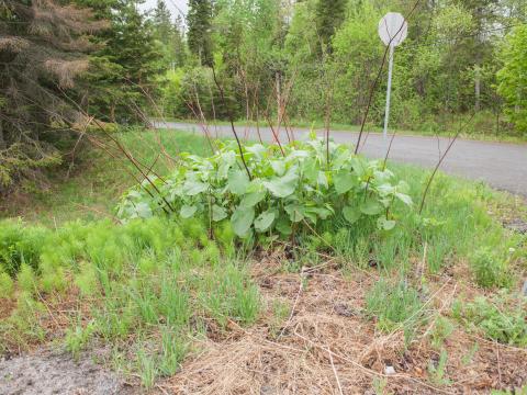 Renouée Sakhaline (Reynoutria sachalinensis)_17