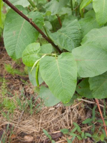 Renouée Sakhaline (Reynoutria sachalinensis)_18