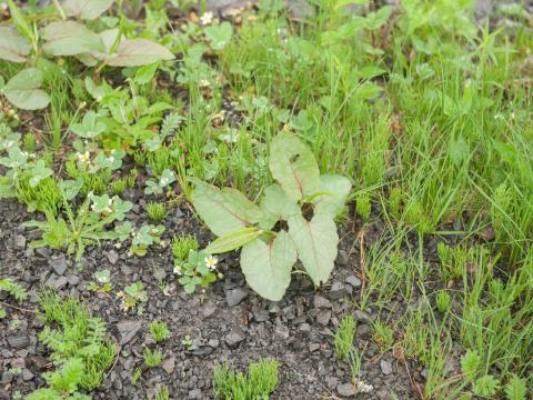 Renouée Sakhaline (Reynoutria sachalinensis)_21