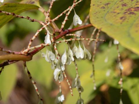 Renouée Japon (Reynoutria japonica)_20