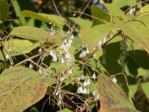 Renouée Japon (Reynoutria japonica)_21