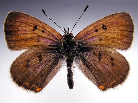 Cuivré des tourbières (Lycaena epixanthe)_2