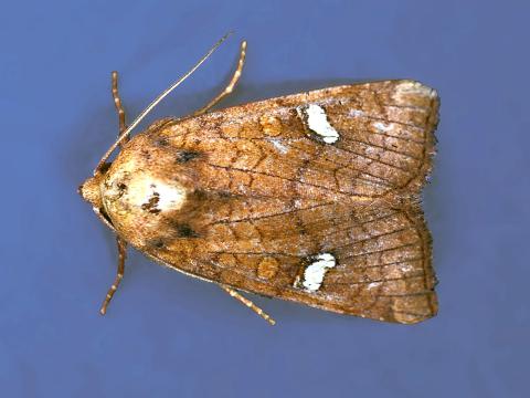 Noctuelle du fraisier (Amphipoea interoceanica)_1