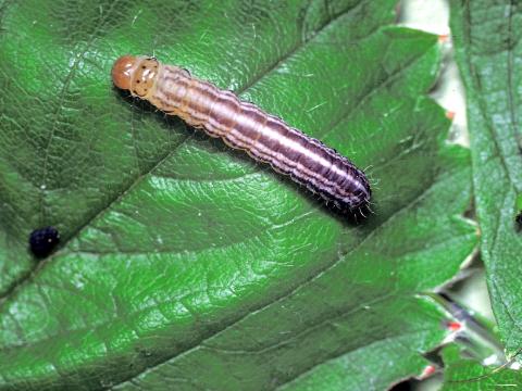 Noctuelle du fraisier (Amphipoea interoceanica)_2