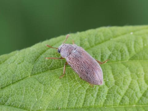 Byture framboise (Byturus unicolor)_1