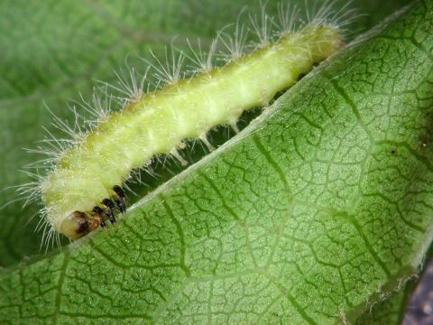 Ptérophore de la vigne (Geina periscelidactyla)_2