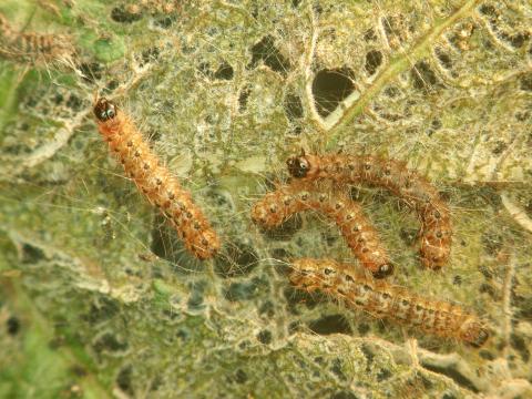 Chenille à tente estivale (Hyphantria cunea)_3