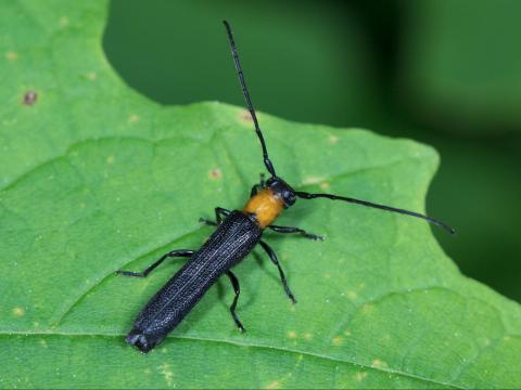 Anneleur framboisier (Oberea affinis)_2