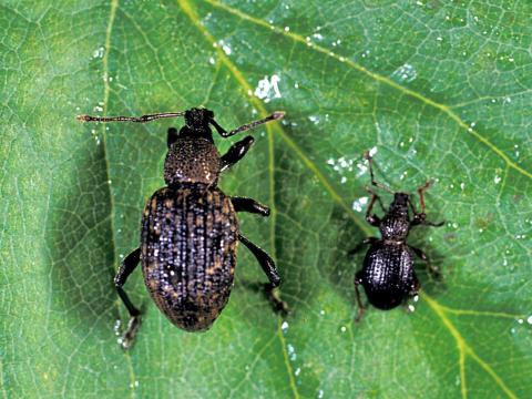 Charançon noir de la vigne (Otiorhynchus sulcatus)_7