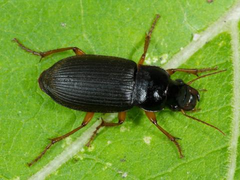 Harpalus rufipes_1